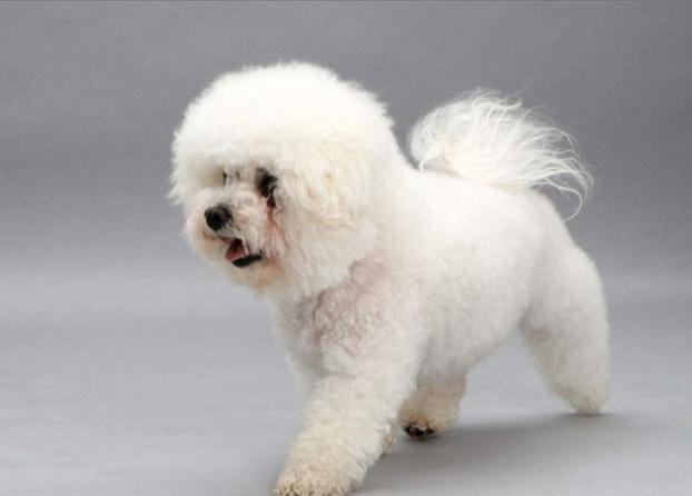 比熊泪痕怎么去除根治,比熊泪痕重怎么去除小妙招