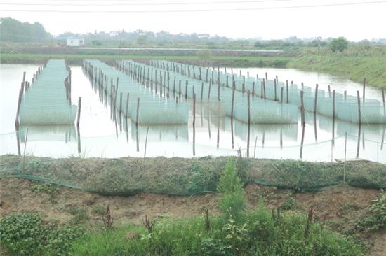 旱田莲藕泥鳅黄鳝套养技术视频,黄鳝泥鳅套养视频