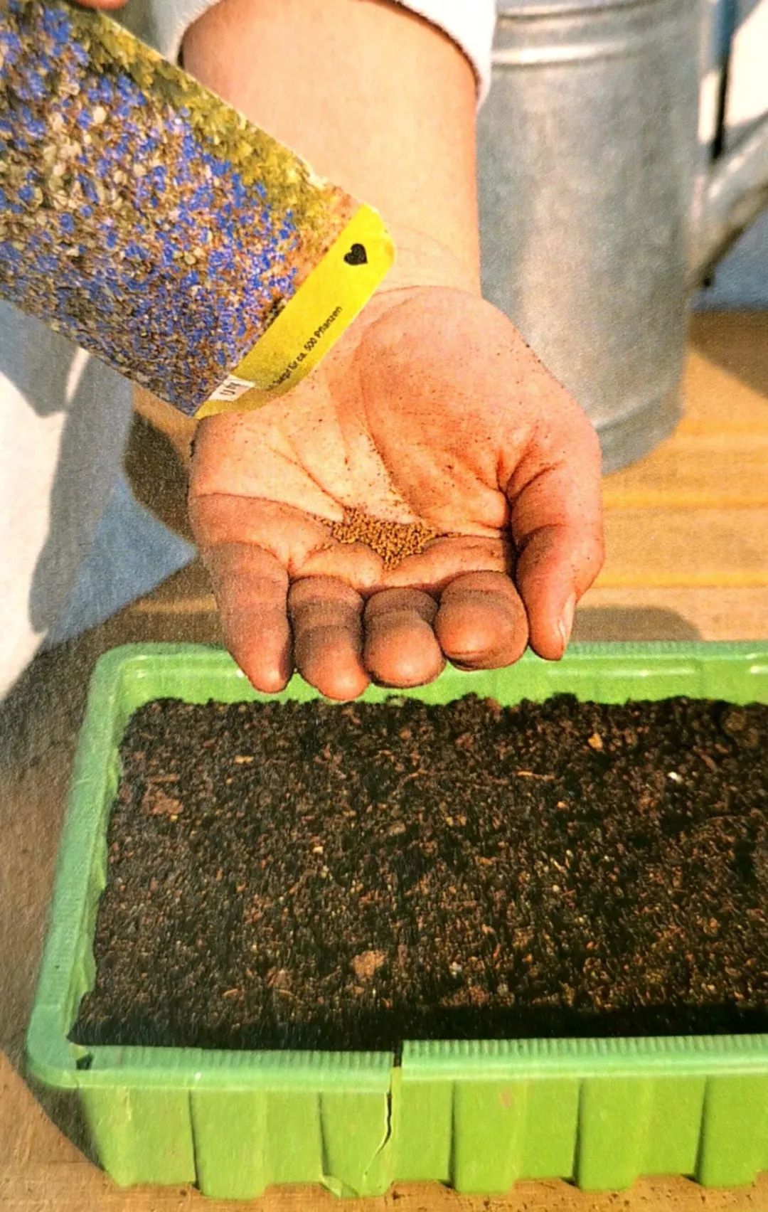 育苗种子如何选种,最简单培育优良的种子