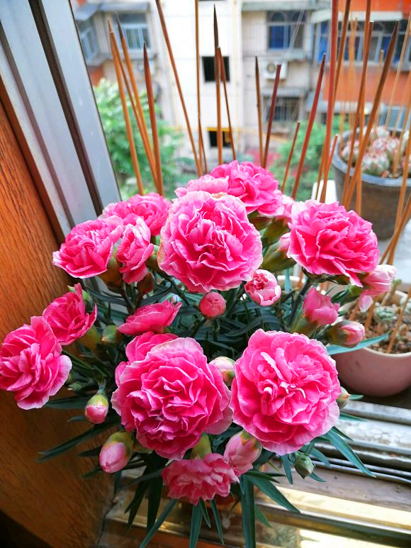 康乃馨要怎么养护才能开花,详解康乃馨养护技巧