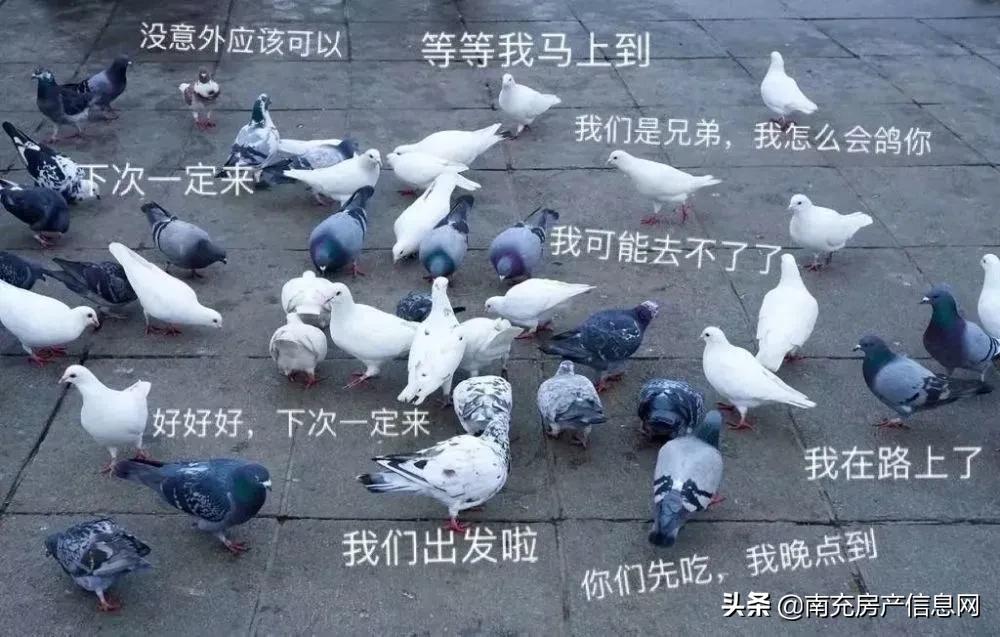 嘉陵区比较繁华商业区,商业不足