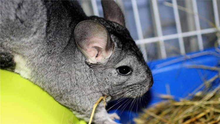 怎么才能让仓鼠停止咬笼子,怎样不让仓鼠招虫子