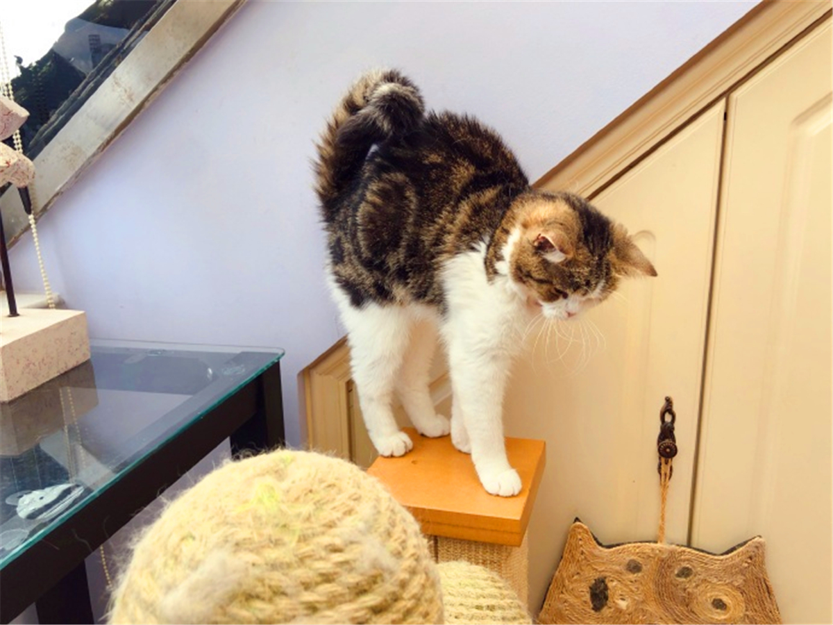 田园猫常见的8个品种,田园猫最厉害的是什么猫