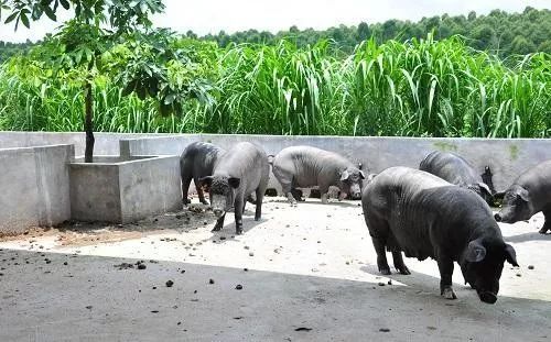 抛弃“铁饭碗”，养猪年入18亿，解密北大才子的另类创业路