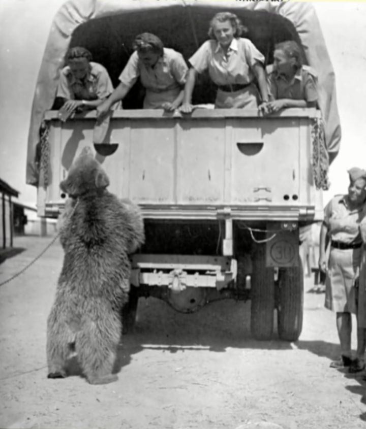 最骚士兵熊：抽烟喝酒花钱，样样在行，还是个战斗英“熊”