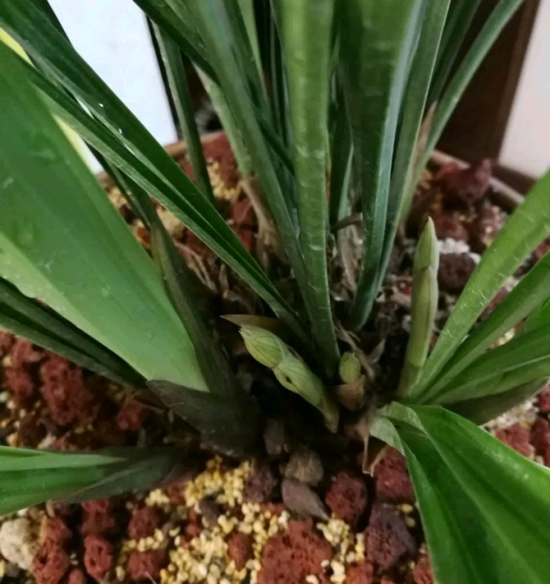 建兰小桃红花苞多长时间能打开,建兰小桃红带花苞能养活吗