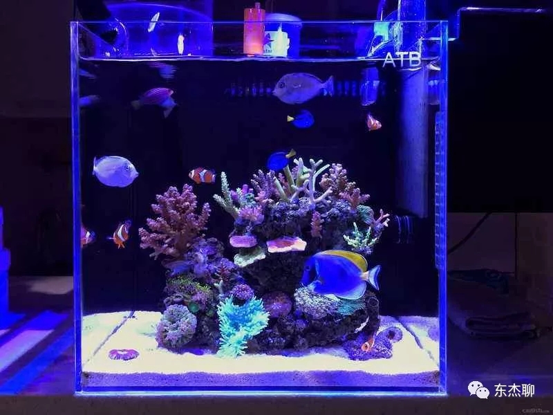 海缸推荐用什么过滤器,海缸用哪种过滤最好