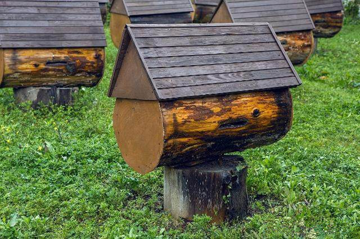 中蜂养殖加脾正确方法视频,中蜂养殖技巧和管理