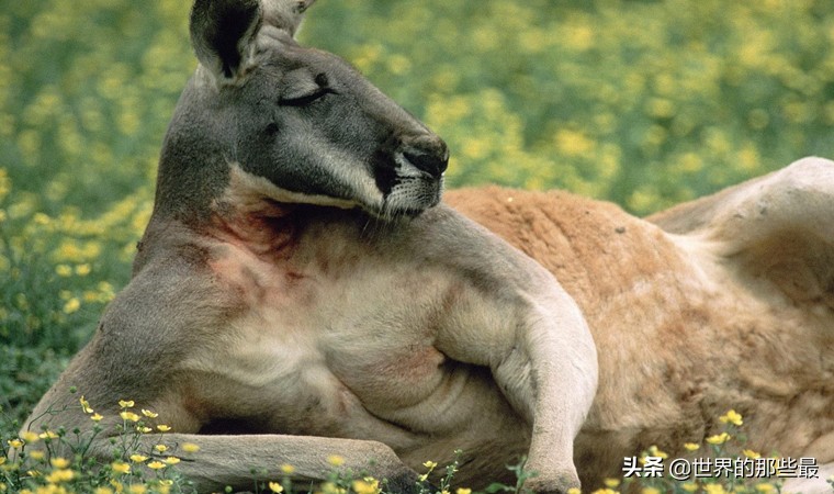 银背大猩猩和袋鼠拳击谁更厉害,银背大猩猩打架袋鼠vs老虎