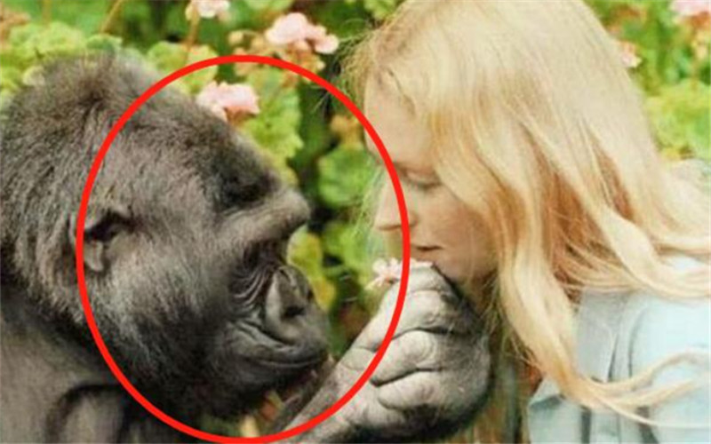 猩猩人工授精,黑猩猩人工授精的现状