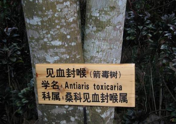 100%天然河豚毒箭？给*物文**里的中国史来点批判性思考