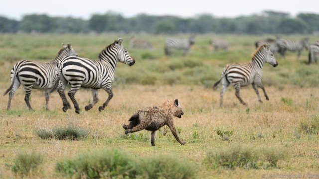 草原二哥的主人,非洲斑鬣狗怎么生存