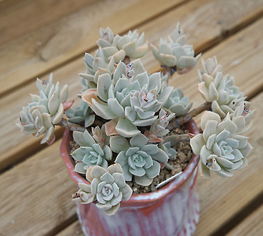 广寒宫都有谁,广寒宫里都有谁