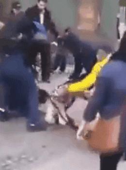 养了8年的金毛突然发狂咬人,养了8年的狗突然发狂咬主人