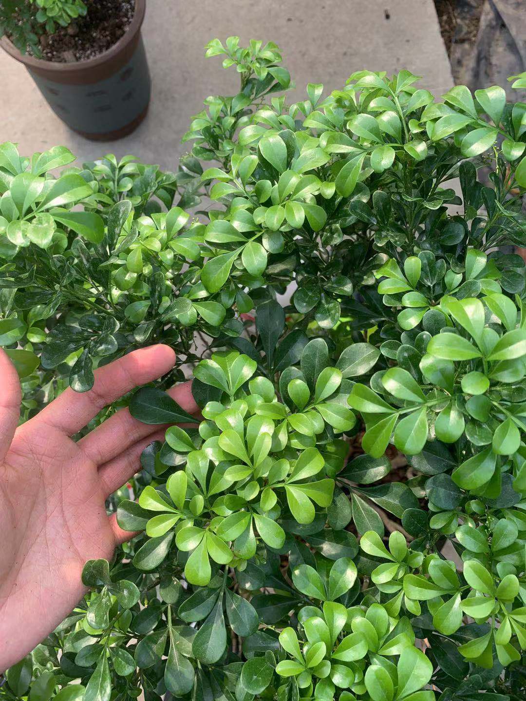 百度文库显示，七成以上花友困扰于米兰的胶泥土，该如何解决