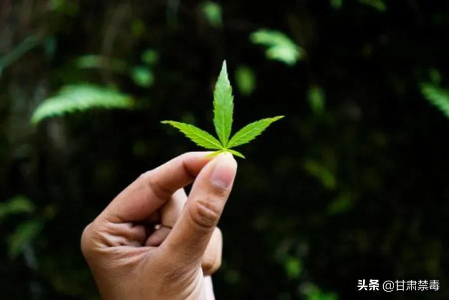 亚洲国家对医用*麻大**开设“绿灯”是突破防线吗?