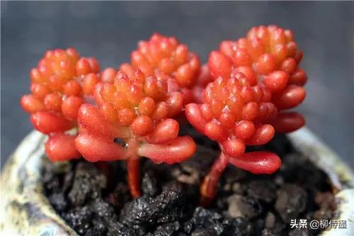 多肉黄花照波拍摄技巧,如何拍出好看的多肉植物