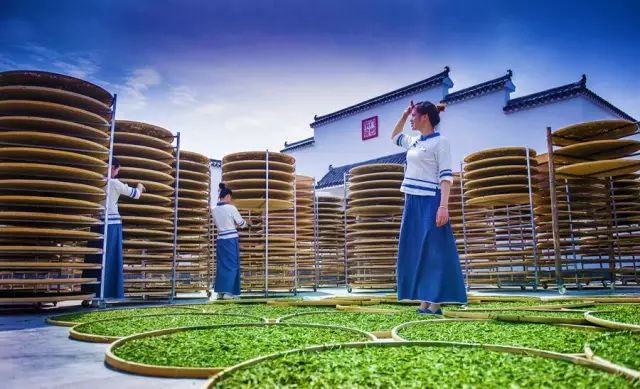 全国十大名茶旅游地,中国十大茶旅