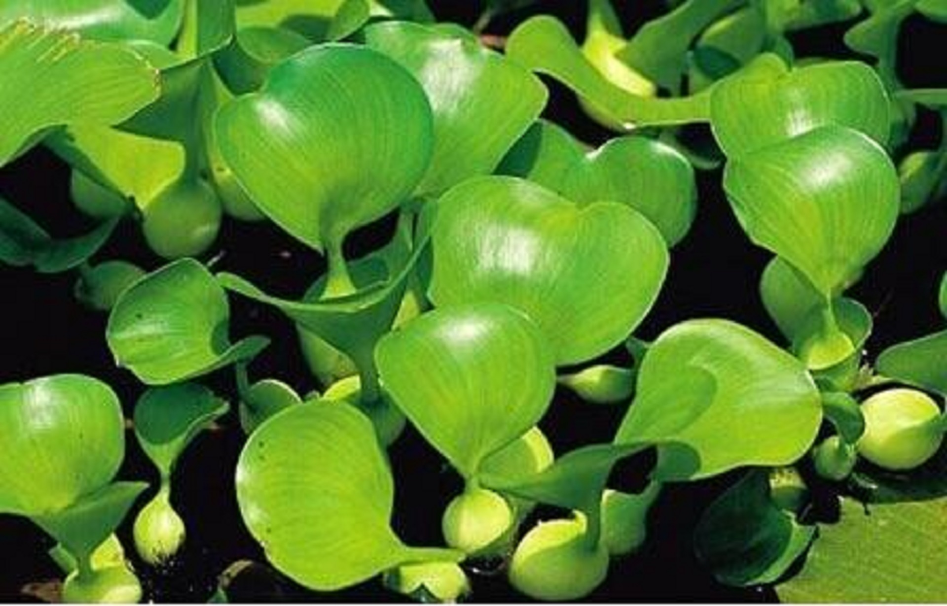 水葫芦在我国泛滥成灾说明了什么,为什么河里的水葫芦很难被根除