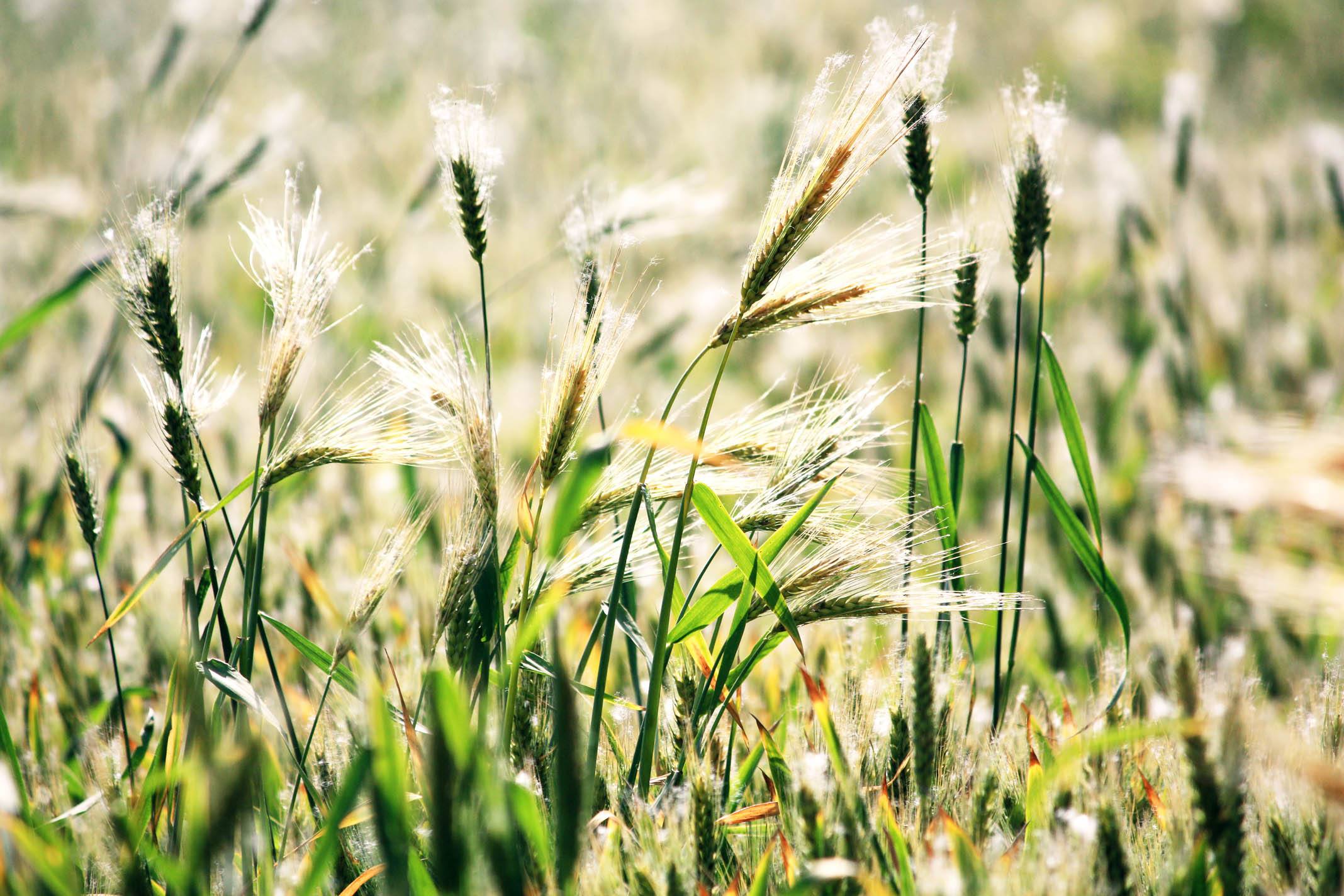 燕麦在饲料中的作用有哪些,燕麦可以当马匹饲料吗