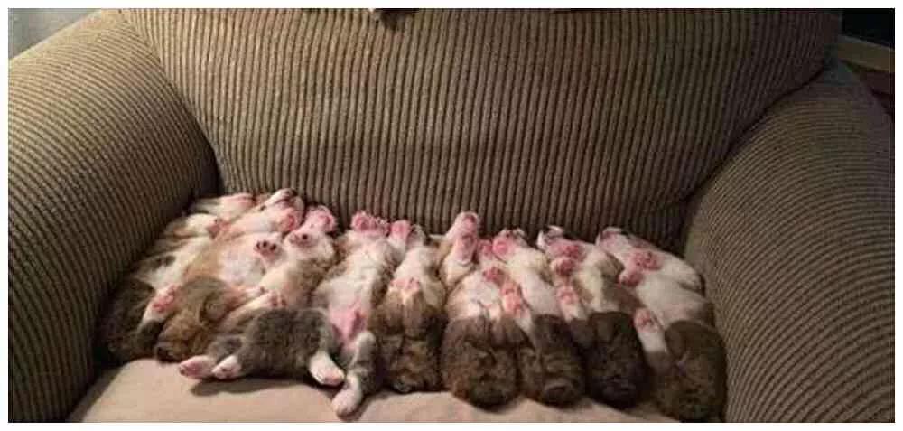 狗狗一胎生一个小狗正常吗,狗狗一胎生20个宝宝