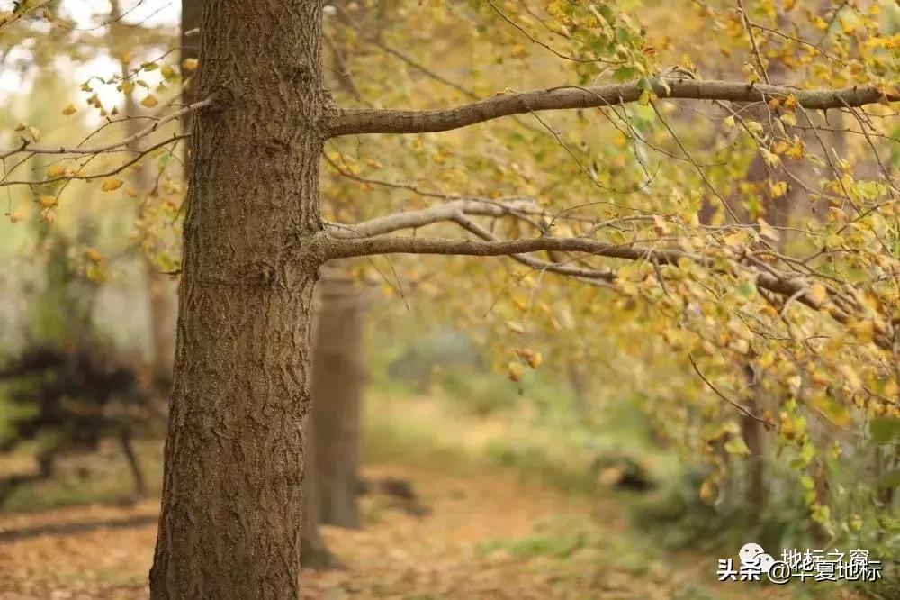 绉嬩箣瀚ｇ劧鐑熻姳鍚戞櫄,绉嬩箣瀚ｇ劧