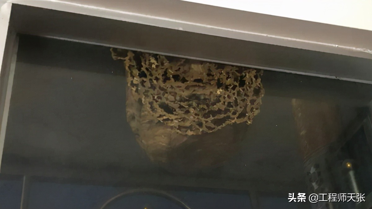 广西发现巨型马蜂,楼顶惊现巨型马蜂窝直径达半米