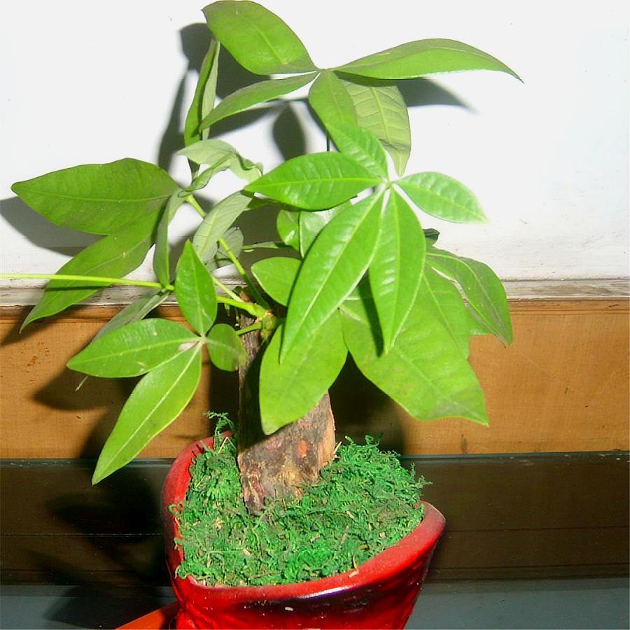 发财树黄叶简单补救方法,发财树黄叶掉叶枯枝怎样补救