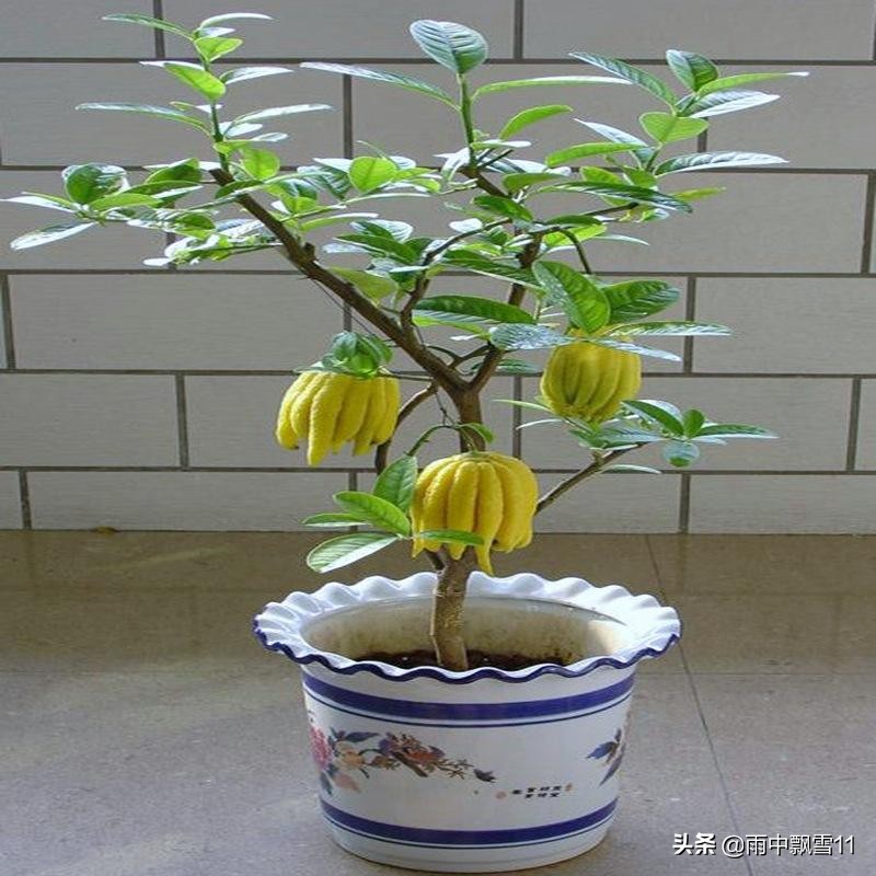 佛手怎么养才不会烂根,佛手怎么养才好看