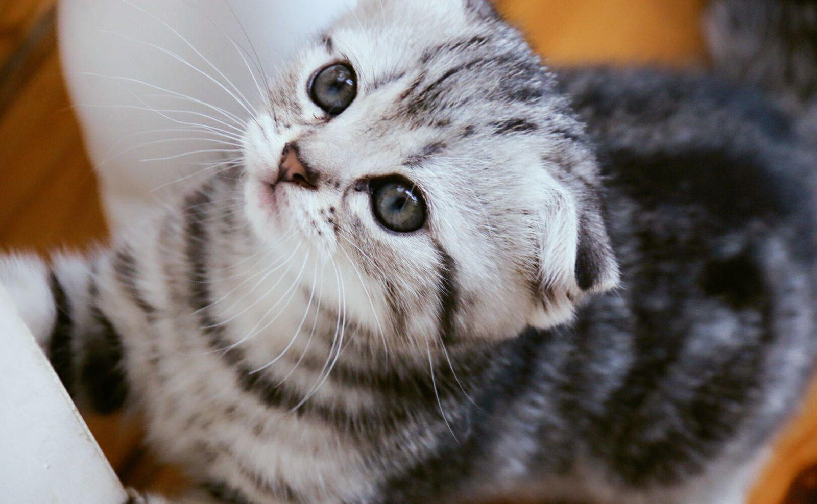 猫咪泪痕如何清洗美容,如何用妙招去除宠物泪痕