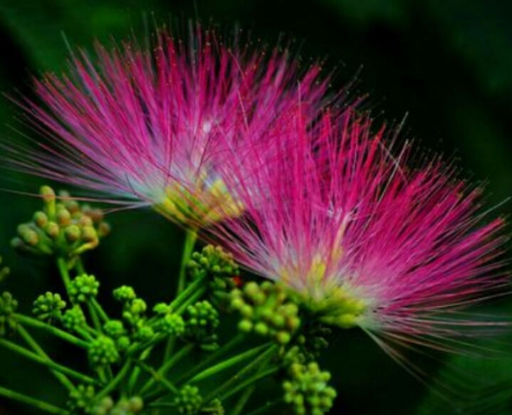 *欢合**花：花美叶美、有色有香的*欢合**花，管理与栽培