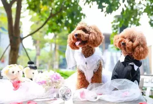 开宠物店的真实生意,开宠物店的投资收益与风险分析