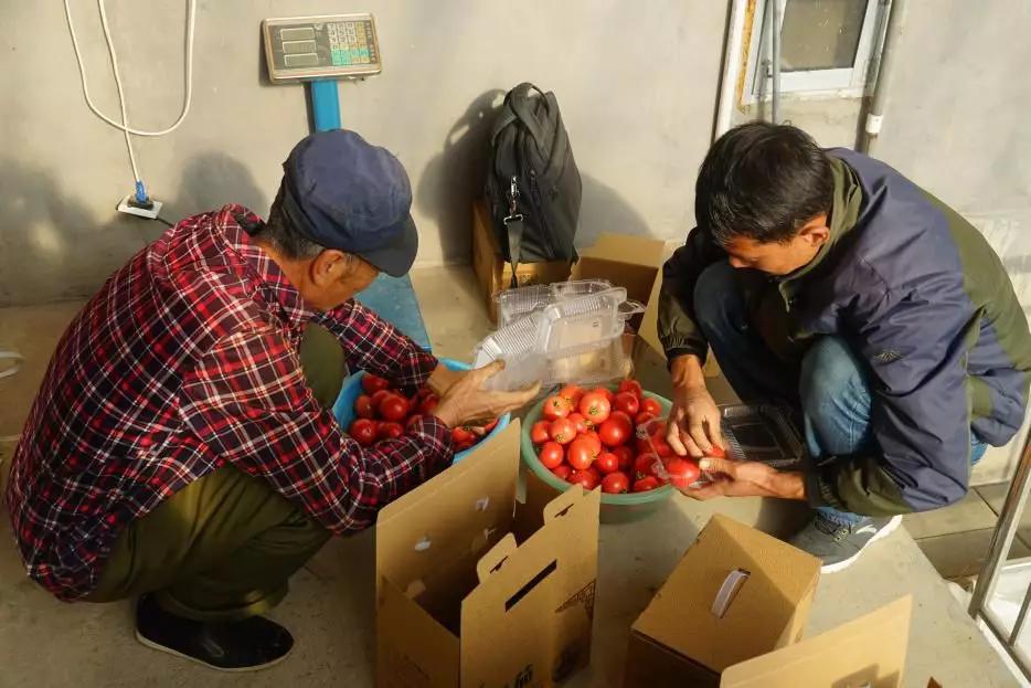 密云焦家坞原味一号西红柿苗,密云农家西红柿