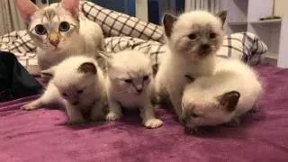 体型小的猫怀孕期间要注意什么,猫长胖只长肚子怎么办