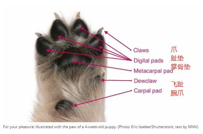 狗狗夏天出门烫伤脚怎么办,夏天狗狗脚会烫伤吗