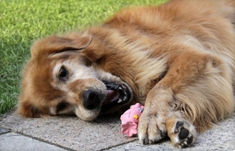 狗狗吃什么润滑肠道利于异物排出,狗狗肠道有异物怎么才可以排出