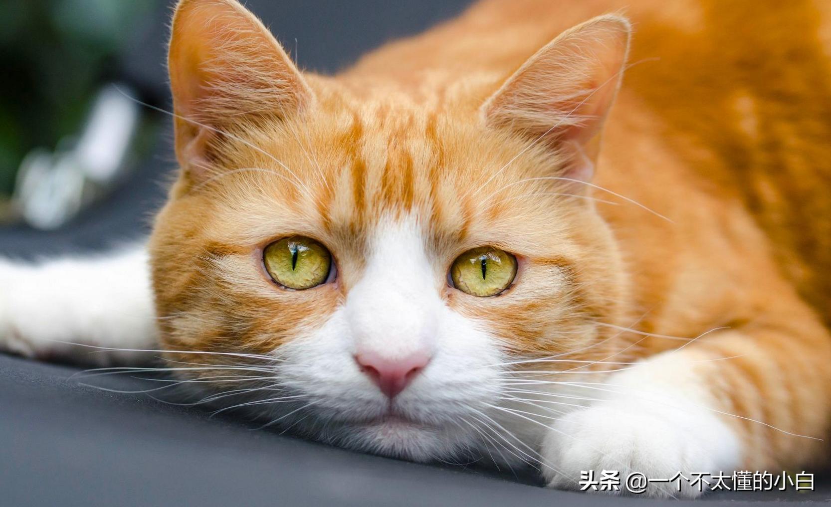 猫舍cfa注册官网,猫舍cfa怎么办理