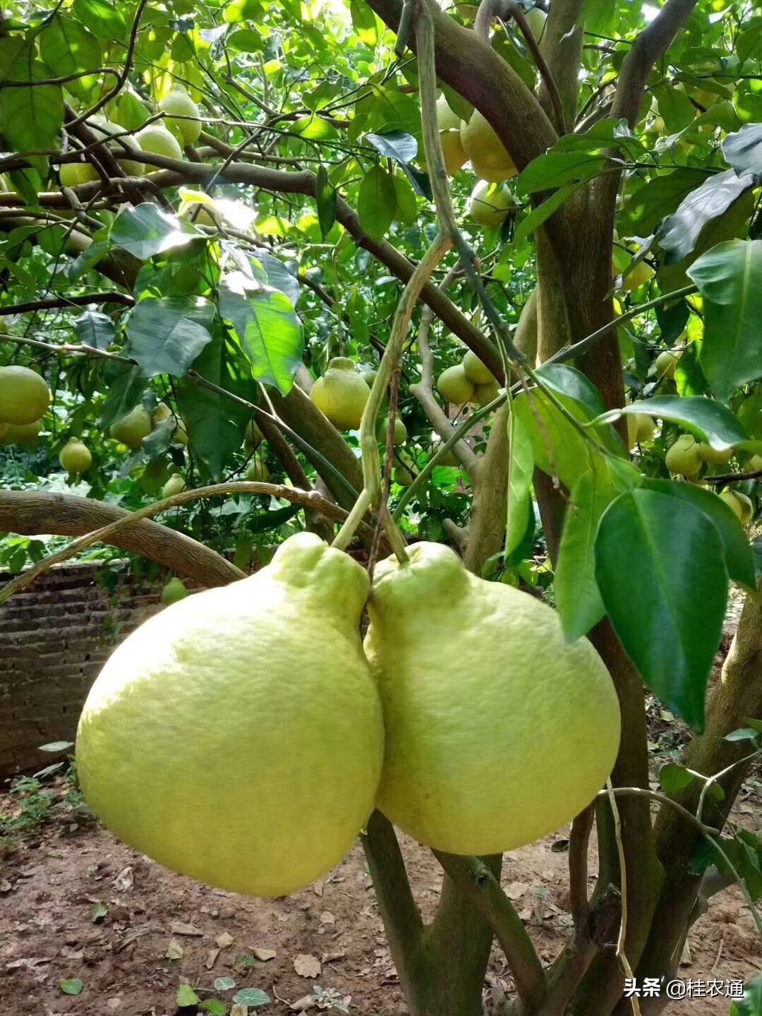 广西玉林容县沙田柚之乡,正宗沙田柚广西桂林
