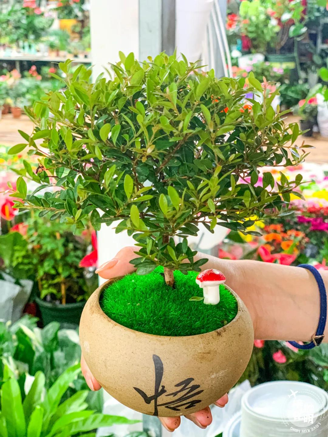 昆明鲜花进货渠道,昆明尚义花市