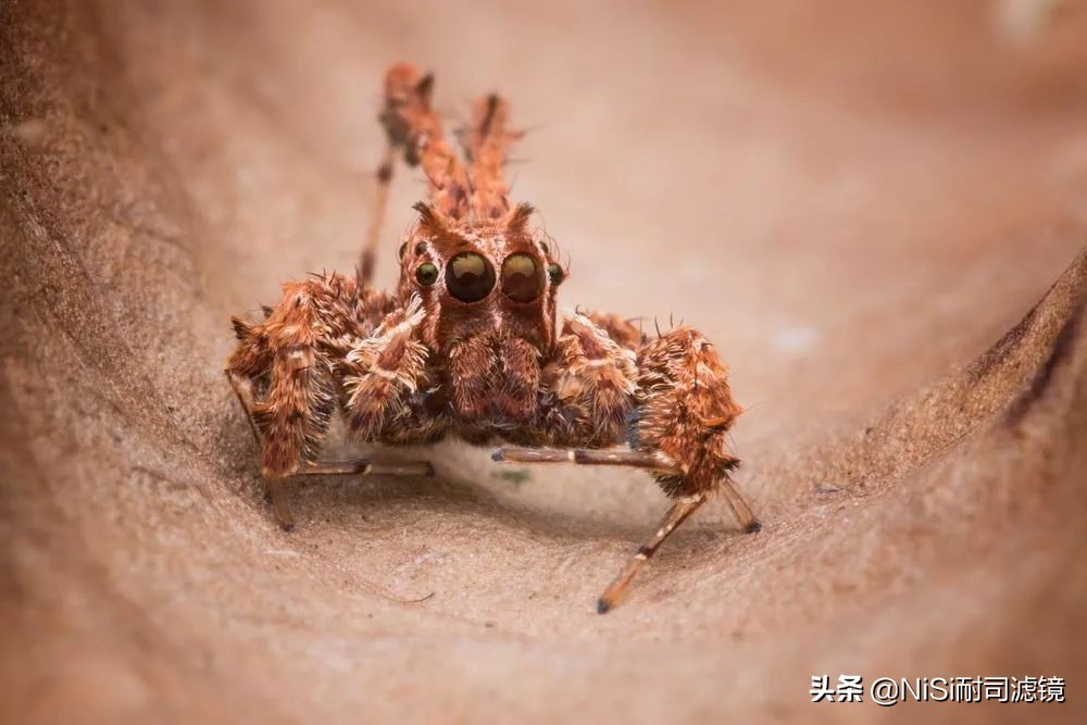 国家地理2023摄影大赛,国家地理摄影大赛冠军