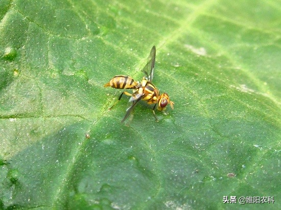 果农预防蜂虫方法,果农最怕什么农药呢