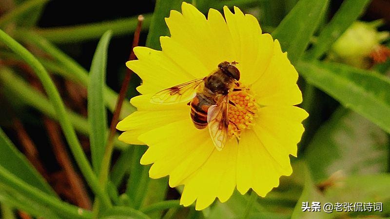 落榜诗人写千古名诗,诗人考取进士后写的诗