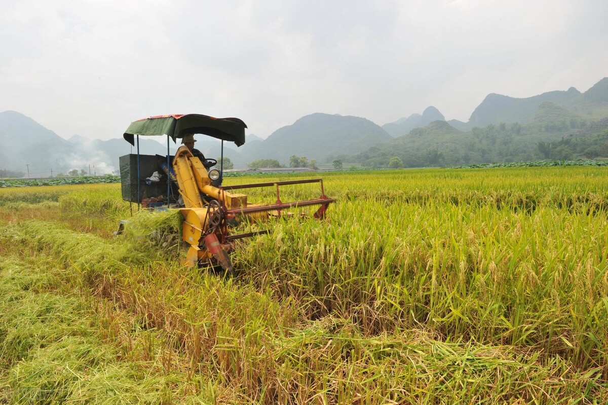 你家乡的粮食增产了吗,你家乡的小麦还有穗吗