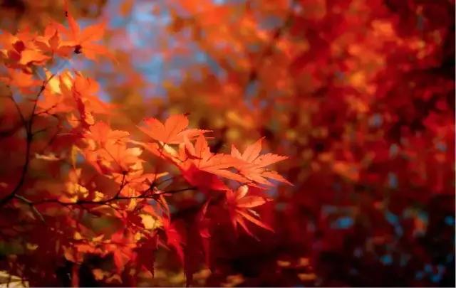 日本是一个值得一去再去、并深入探索的国家