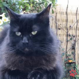 每只猫的名字都能叫出来,一只小公猫的名字