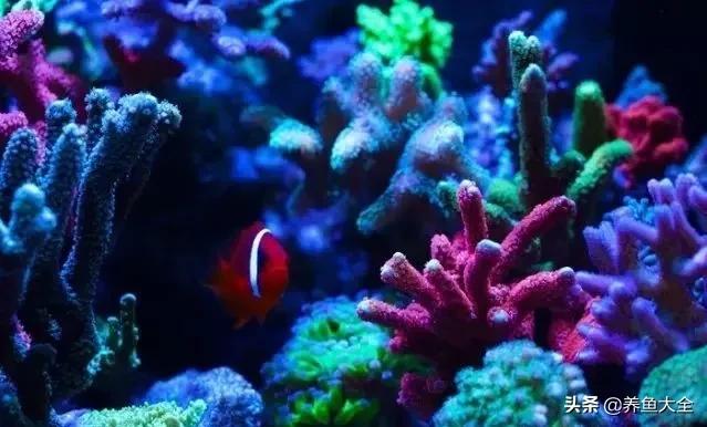 原生缸混养好还是单养好,无蛋分无过滤可以养小丑鱼吗