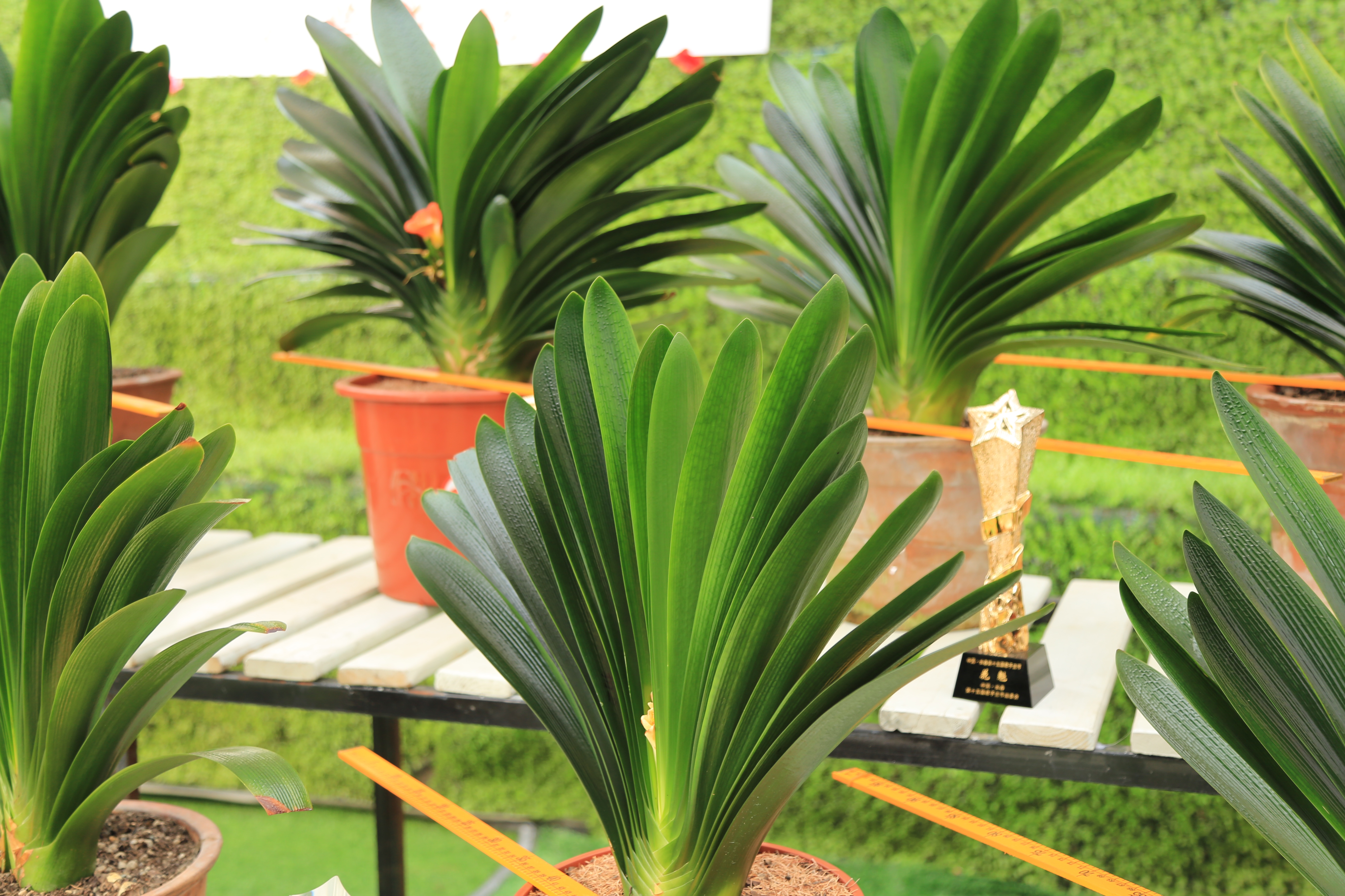 君子兰换盆后能浇营养液吗,君子兰换盆十天了能浇营养液吗