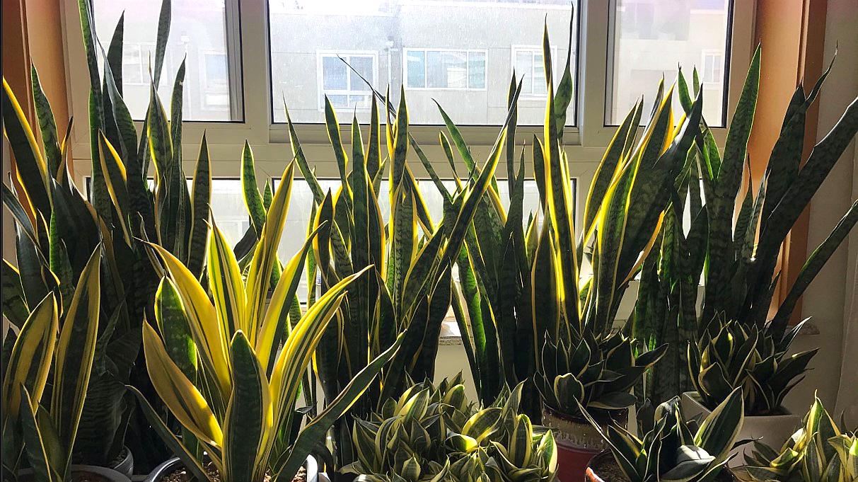 观花最好养的植物,5-10月适合养什么花