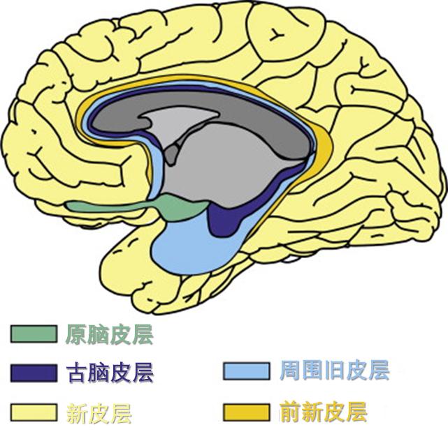 大脑皮层进化,大脑皮层和大脑高级皮层的区别