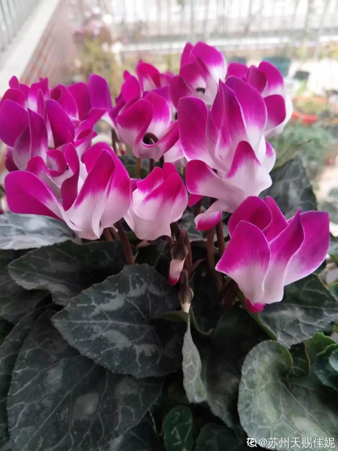 12星座该养什么花最好,12星座专属养的花是什么